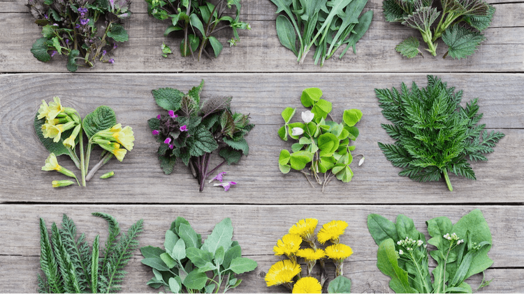 Wild Edible Plants For High Nutrition